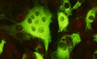 New Canine Coronavirus Antibodies From ViroStat