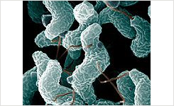  em Campylobacter em Detection and Identification Methods