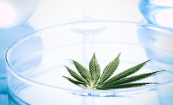 Cannabis and Cannabis Derived Products - Microbiological Testing