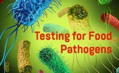 Testing for food pathogens text on a background of bacteria