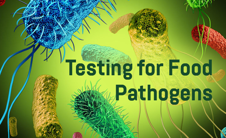Testing for food pathogens text on a background of bacteria